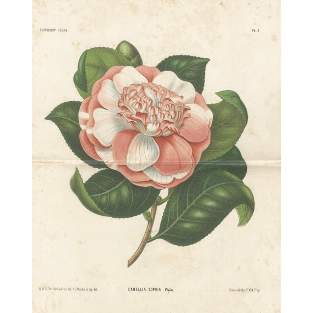 Camellia Sophia De Vriese, Botanical Lithograph, 1856, Lithograph on Paper For Sale - Image 4 of 9