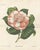 Camellia Sophia De Vriese, Botanical Lithograph, 1856, Lithograph on Paper For Sale - Image 4 of 9