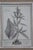 Late 20th Century Late 20th Century Grace Feyock for Uttermost Casual Grey Study Botanical Prints on Burlap, Framed - Set of 2 For Sale - Image 5 of 12