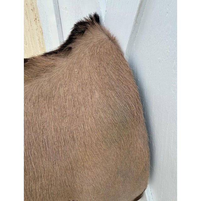 Huge African Gemsbok Oryx Antelope Shoulder Mount Taxidermy South Africa For Sale - Image 9 of 17