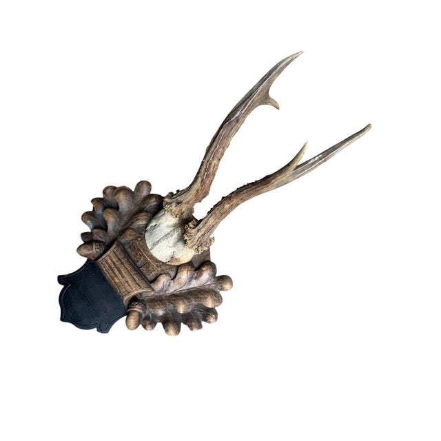 Roe Deer Trophy 218 Black Forest Antlers Mount For Sale - Image 4 of 5