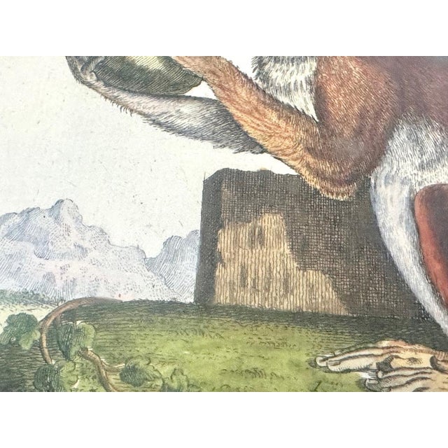 Johan Sebastian Leitner, Monkey, 1775, Copperplate Engraving For Sale - Image 9 of 13