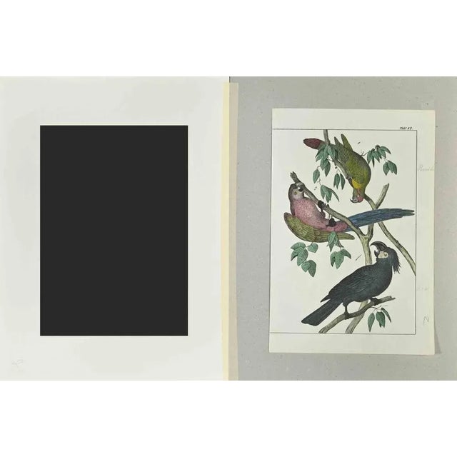 Parrots is an Etching hand colored realized by Gotthilf Heinrich von Schubert - Johann Friedrich Naumann, Illustration...