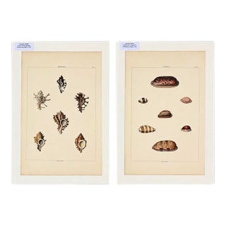 Murex & Cowrie Shell, Original Pair of Shell Engravings, 1810 For Sale