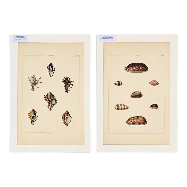 Murex & Cowrie Shell, Original Pair of Shell Engravings, 1810 For Sale