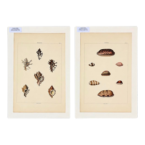 Murex & Cowrie Shell, Original Pair of Shell Engravings, 1810