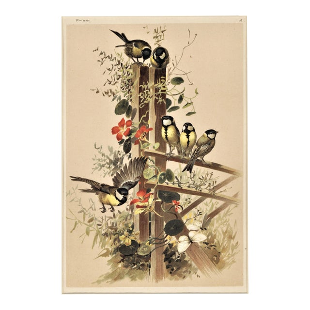 C1880s French Chromolithograph Design in Nature-Birds, Matted For Sale