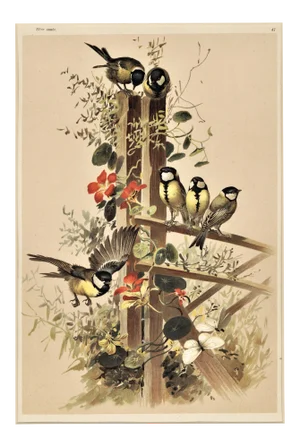 C1880s French Chromolithograph Design in Nature-Birds, Matted