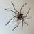 Mid-Century Modern Spider Wall Lamp, 1960s For Sale - Image 17 of 18
