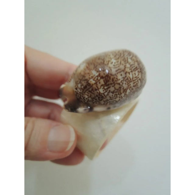 1960s Mother of Pearl and Shell Napkin Rings - Set of 6 For Sale - Image 10 of 13