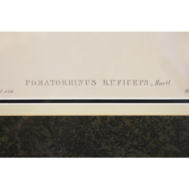 1970s 1970s English Framed Reproduction of Gould's Chestnut-Crowned Pomatorhinus Lithograph For Sale - Image 5 of 10