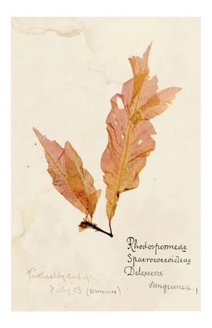Capistrano Seaweed 34, Small, Unframed Artwork