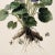 Botanical Study of Wild Pansy With Root System – Fine Art Print For Sale - Image 4 of 5