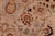 Pak-Persian Tan/Gold Wool Rug - 9'0'' X 11'10'' For Sale In New York - Image 6 of 9