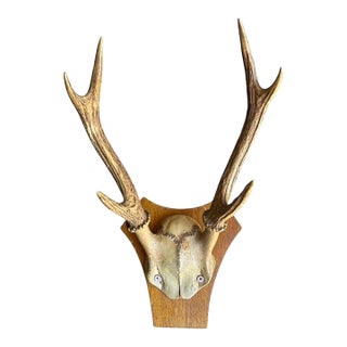 1930s Antler Trophy Black Forest Antlers 189 For Sale