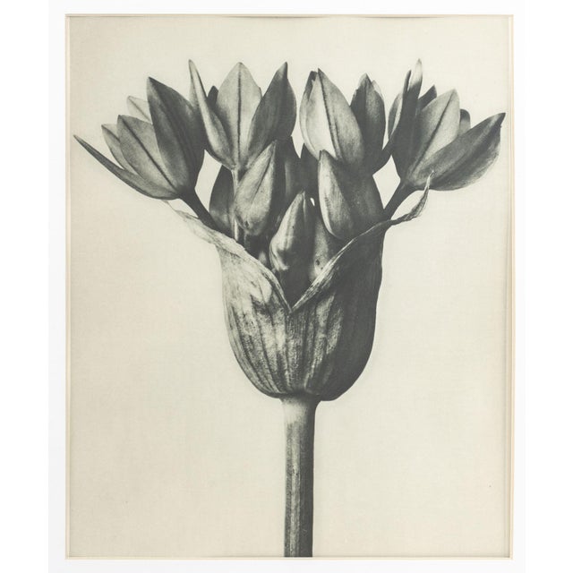 Modern Karl Bossfeldt Urformen Der Kunst Photogravures, 9 For Sale - Image 3 of 16