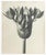 Modern Karl Bossfeldt Urformen Der Kunst Photogravures, 9 For Sale - Image 3 of 16
