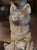 A charming representation of wildlife and maternal protection, this vintage garden sculpture depicts a mother fox seated...