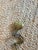 Large Architectural Bronze Cobra Hardware Left For Sale In Chicago - Image 6 of 10