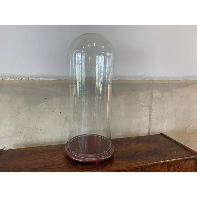 Large glass cover with round saucer made of dark lacquered wood. An antique decorative accessory from around 1900. Works...