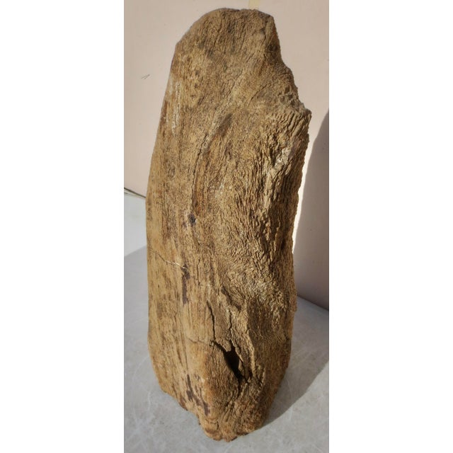 Large Petrified Wood Log For Sale - Image 12 of 13
