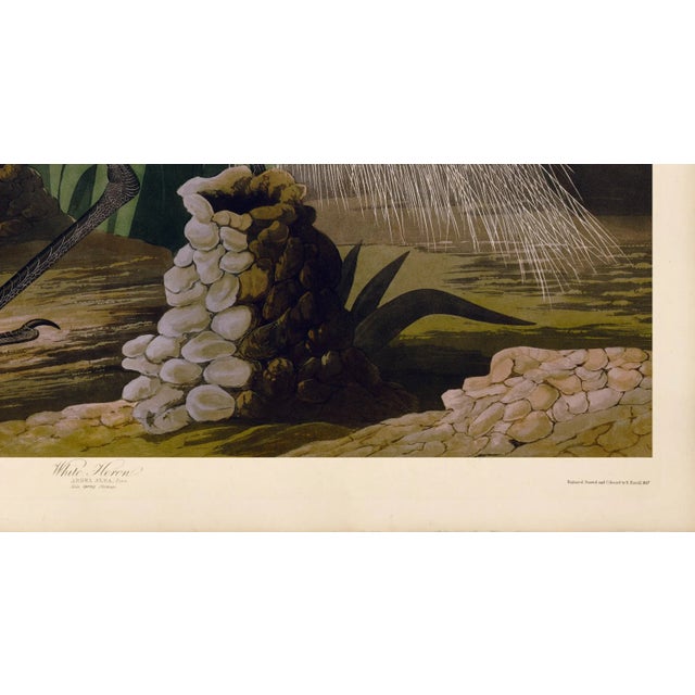 John James Audubon Audubon White Heron Giclee Print 32 X 40 For Sale - Image 4 of 5