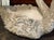 Traditional Pair of French Concrete Swan Planters For Sale - Image 3 of 8