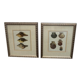 Pair of Framed Shell Prints For Sale