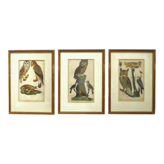 Set of 3 Alexander Wilson Owl Bird Engravings Framed 19th C. Antique For Sale