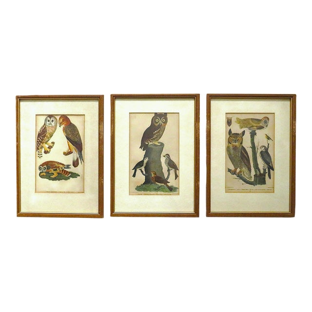Set of 3 Alexander Wilson Owl Bird Engravings Framed 19th C. Antique For Sale