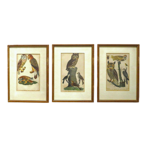 Set of 3 Alexander Wilson Owl Bird Engravings Framed 19th C. Antique