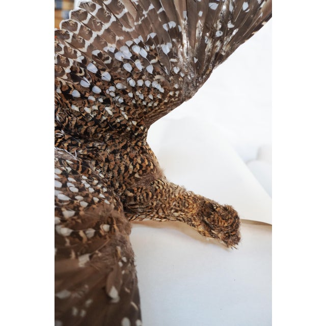 Animal Skin Taxidermy Pheasant Hen With Wood Accent For Sale - Image 7 of 7