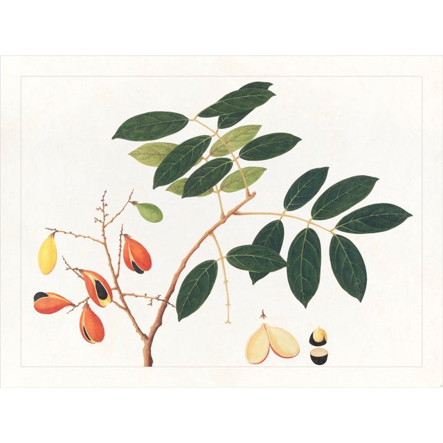 Golden Tropic Botanicals – Set of 8 Giclée Prints in Bamboo Moulding For Sale - Image 18 of 18