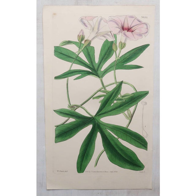After William Fitch, Botanical Illustrations, 1838, Engravings, Set of 12 For Sale - Image 11 of 14