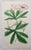 After William Fitch, Botanical Illustrations, 1838, Engravings, Set of 12 For Sale - Image 11 of 14