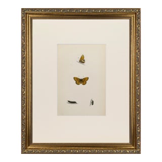 19th Century Antique Morris Butterfly Print Hand Colored Lithograph 1853 For Sale
