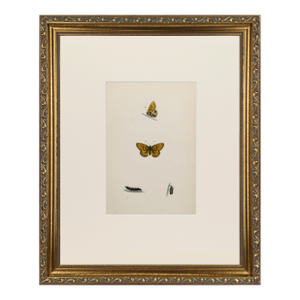 19th Century Antique Morris Butterfly Print Hand Colored Lithograph 1853
