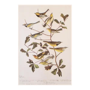 1966 Vintage Cottage Print "American Warblers" After John James Audubon
