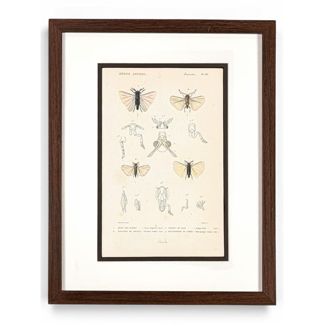 Le Règne Animal Insect Gallery, 1817 | Set of 4 Antique Natural History Prints For Sale In Columbus - Image 6 of 6