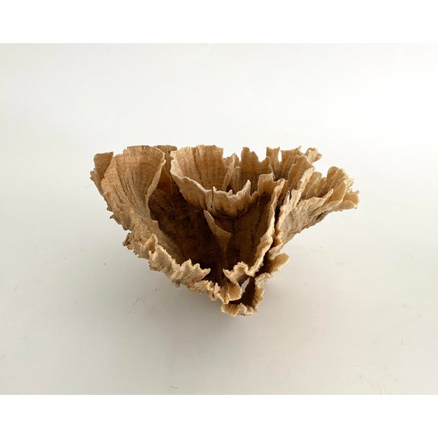 1990s Natural Unbleached Poca Coral Specimen For Sale - Image 5 of 8