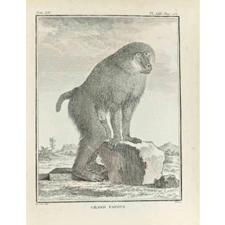 Jacques Baron, Grand Papion, Etching, 1771 For Sale