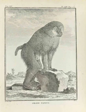 Jacques Baron, Grand Papion, Etching, 1771