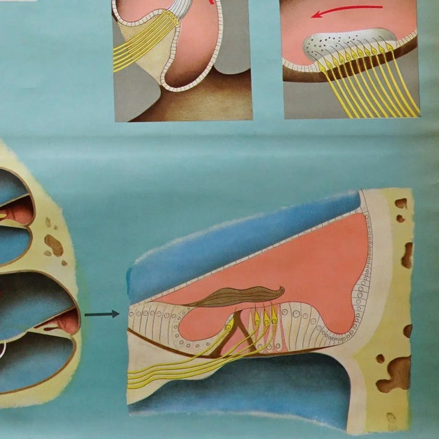 Blue Sense of Hearing and Balance Equilibrum Wall Chart Medical Poster For Sale - Image 8 of 9