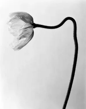 Ugne Pouwell, Poppy No.6, Photograph