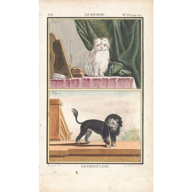 1758 Buffon Dog Engraving "Le Bichon" and "Le Chien Lion" (Bichon and Lion Dog-Lowchen) For Sale