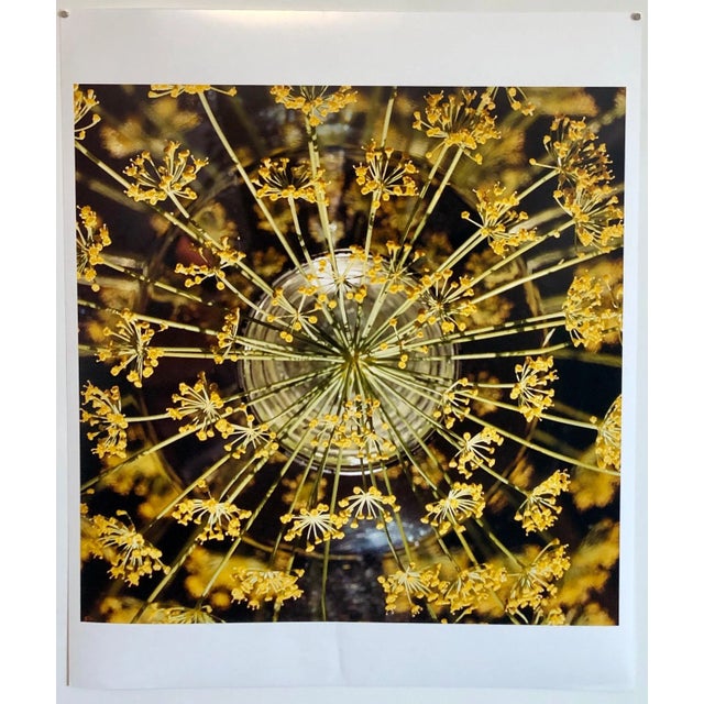 2000 - 2009 Peter C. Jones 1, Fresh Dill Large Format Photo 24X20 Color Photograph Beach House RI, 2004 For Sale - Image 5 of 6