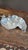 Arthur Court Double Pepper-Form Aluminum Divided Serving Dish, New in Box For Sale - Image 9 of 13