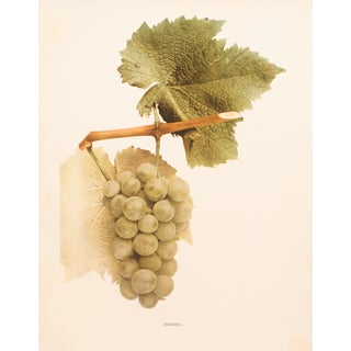 1900s U. P. Hedrick, Original Antique Photogravure of Rommel Grapes For Sale