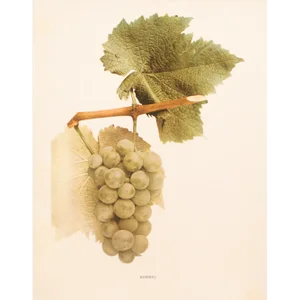 1900s U. P. Hedrick, Original Antique Photogravure of Rommel Grapes