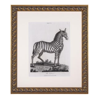 Early 19th C Antique Zebra Engraving for Londonesis by John Wilkes For Sale